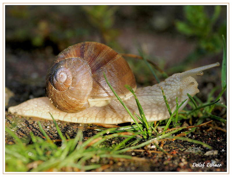 Weinbergschnecke