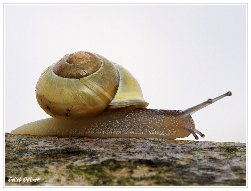 Garten-Bnderschnecke