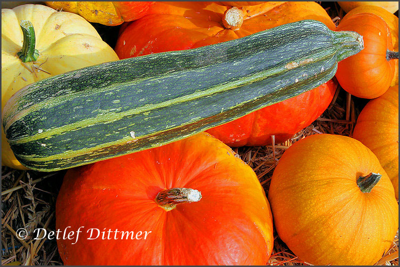 verschiedene Kürbis-Arten auf einem Herbstmarkt