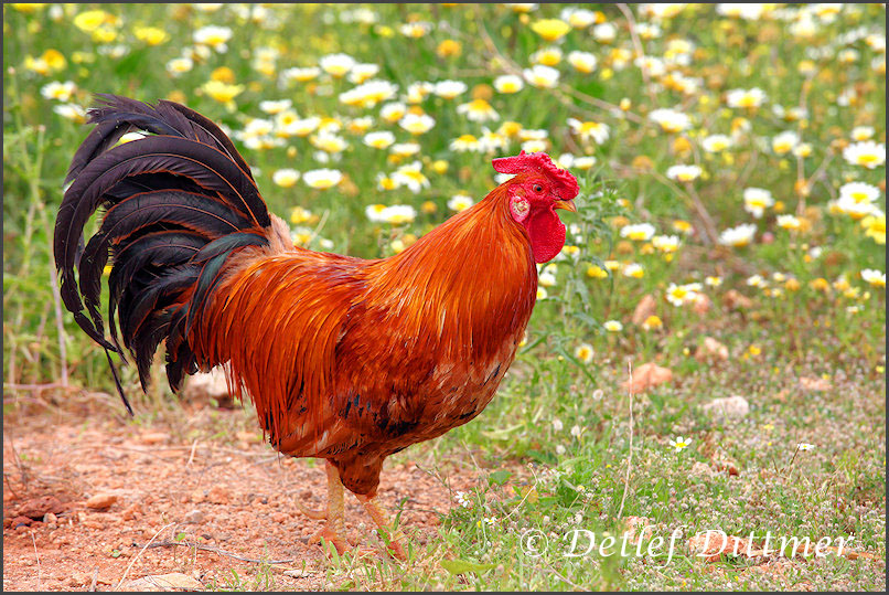 farbenfroher Hahn