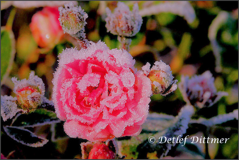 Rosenblte nach dem ersten Frost