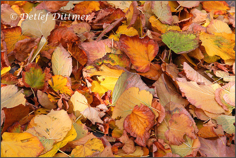 buntes Herbstlaub