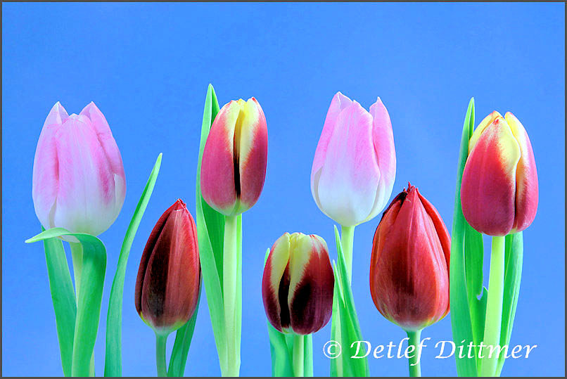 Tulpen blhen zum Osterfest