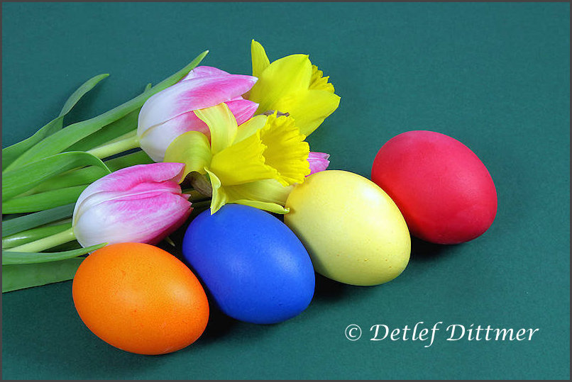 bunte Ostereier mit Tulpen und Narzissen