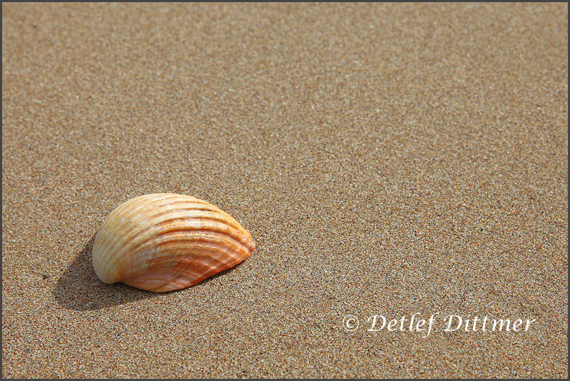 Muschel am feinsandigen Strand