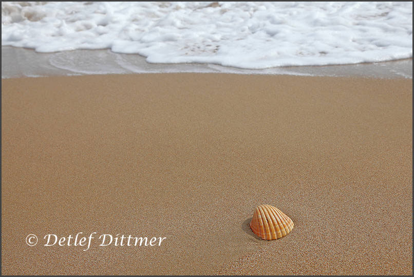 Muschel am feinsandigen Strand