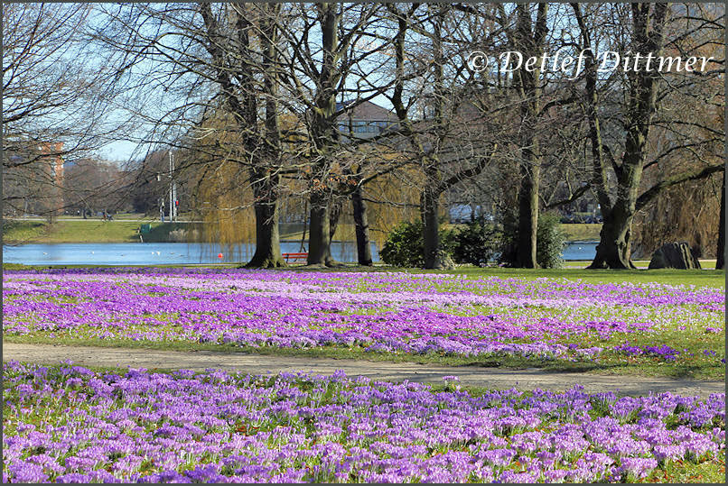 Krokusblte am Kleinen Kiel (Hiroschima-Park)