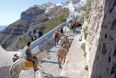Esel und Muli sind die Fortbewegungsmittel in Fira